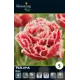 Тюльпан махровый бахромчатый Брест луковицы 10/11