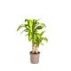 Драцена Массанжеана ø19 h90 см
