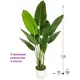 Искусственное растение в горшке ФитоПарк Стрелиция 115 см цвет зеленый