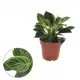Филодендрон Вайт Вэйв ø12 h25 см