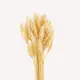 Букет из сухоцветов Donnaflor пшеница 60-65 см цвет выбеленный