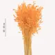 Букет из сухоцветов Donnaflor овес 60-65 см цвет оранжевый