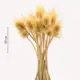 Букет из сухоцветов Donnaflor ворсянка 50 см цвет выбеленный