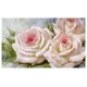 Постер Русская коллекция "Бело-розовые розы" 64x104 см ЛИ-р4