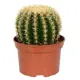 Эхинокактус Грузони ø8.5 h10 см