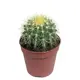Эхинокактус Грузони ø5 h5 см