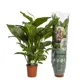 Спатифиллум Свит Лауретта ø19 h90 см
