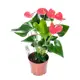 Антуриум Чемпион розовый ø12 h40 см