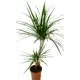 Драцена Драко ø21 h130 см