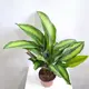 Калатея Бьюти Стар ø16 h50 см
