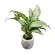 Аглаонема Эмеральд ø9 h15 см