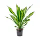 Драцена Фрагранс Берли ø11 h25 см