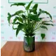 Филодендрон ø11 h40 см