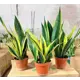 Сансевиерия ø14 h35 см