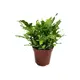 Асплениум Джимми ø10 h15 см