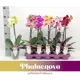 Орхидея Фаленопсис сортовой ø12 h60 см