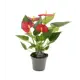 Антуриум микс ø9 h25 см
