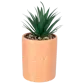 Цвет