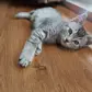 Цвет