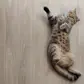 Цвет