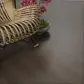 Цвет
