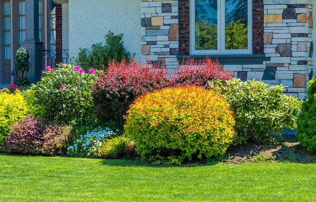 Спирея и барбарис под окном Спирея и барбарис под окном
