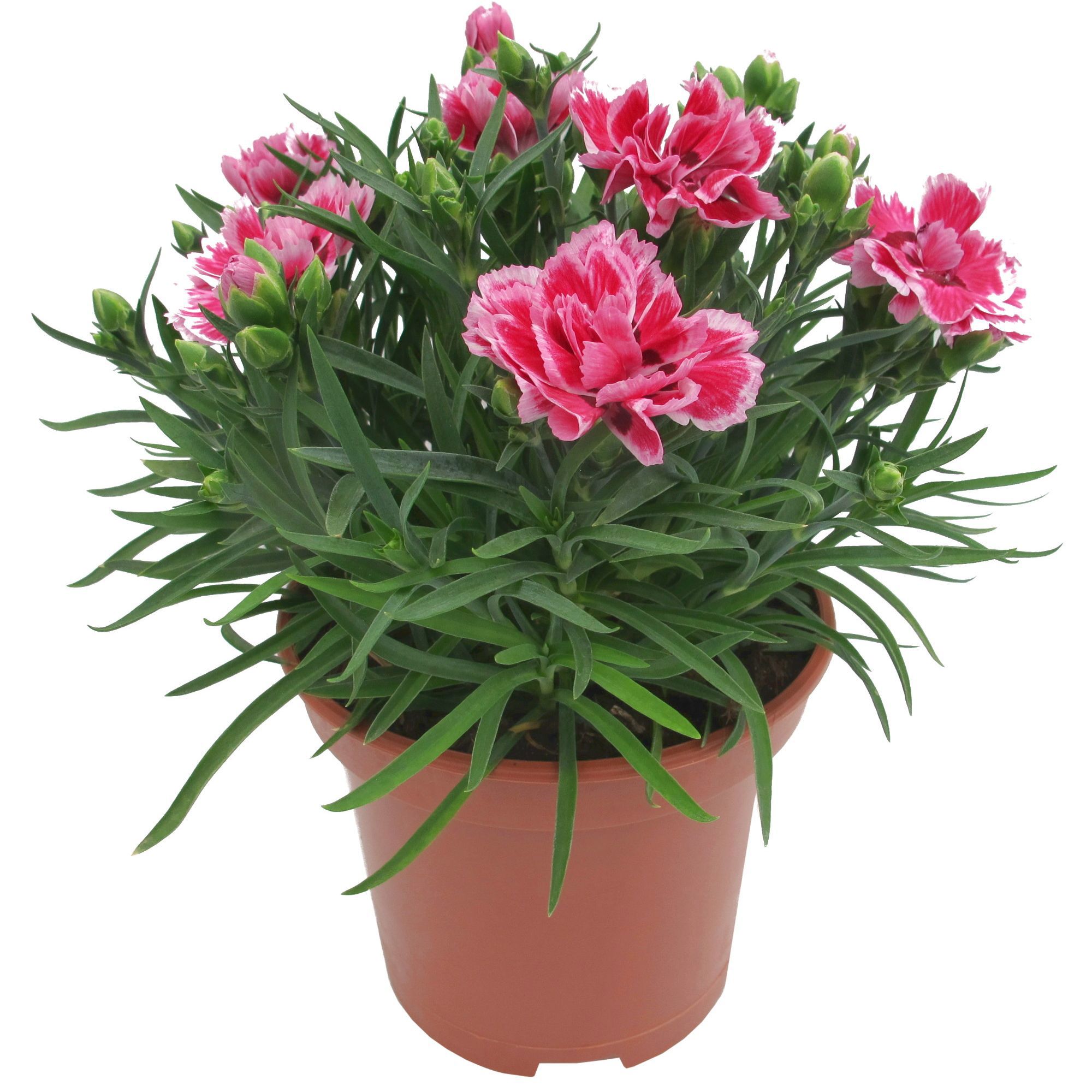 Изображение товара Рассада Гвоздика 35x15 см