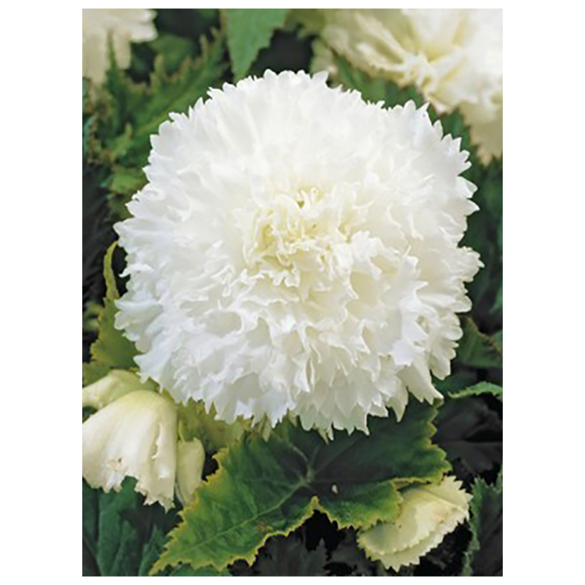 Изображение товара Бегония «fimbriata White», 4х5 см