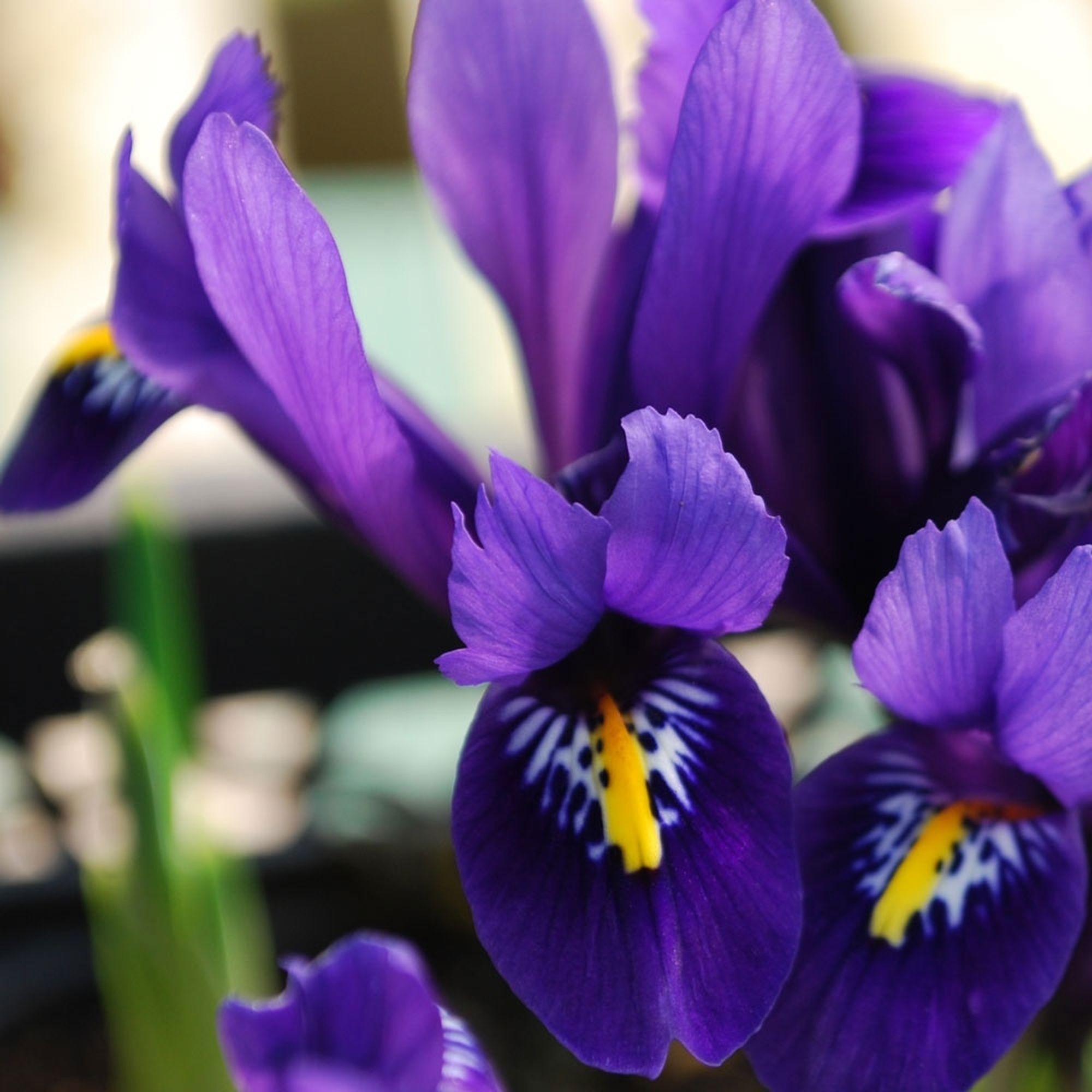 Изображение товара Ирис Geolia Reticulata Pixie - раннецветущий морозостойкий многолетник