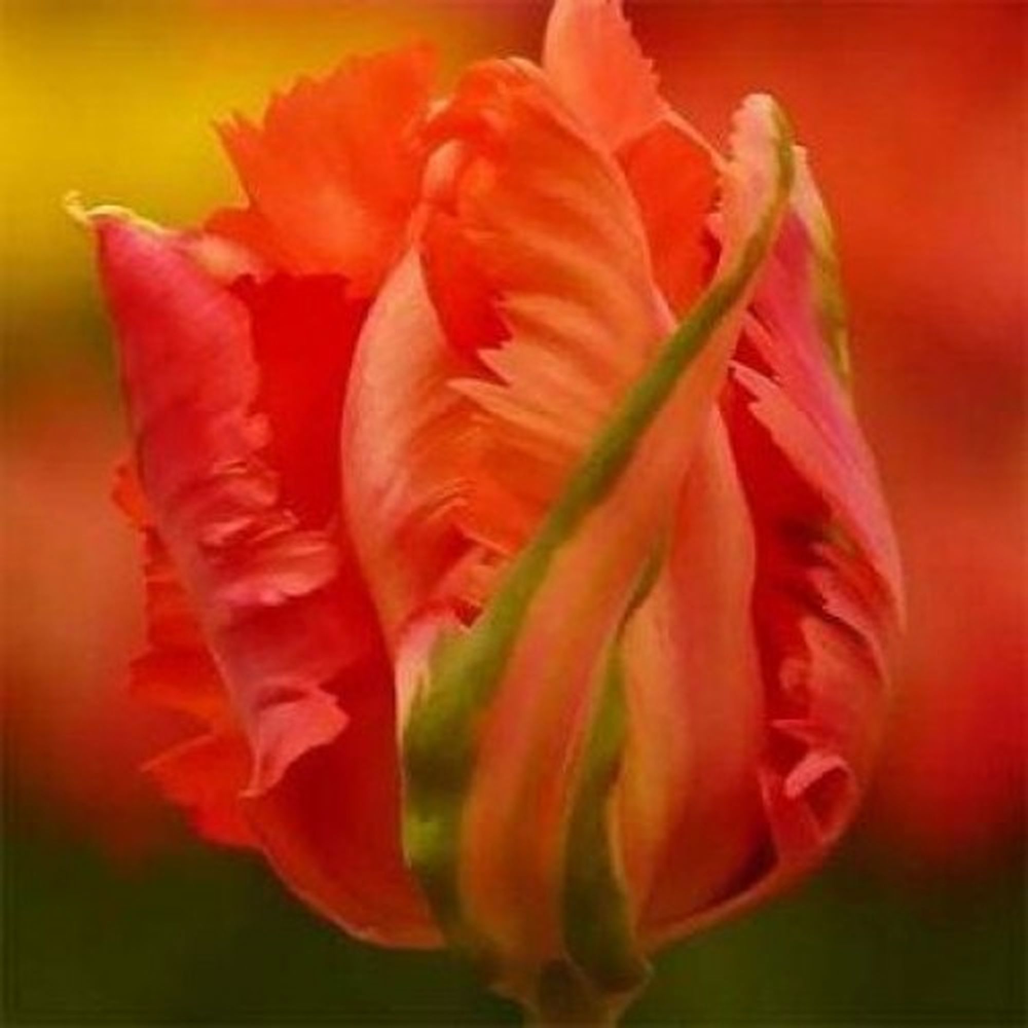 Изображение товара Тюльпан Flower Power GEOLIA 12 (6/25) Изображение товара Тюльпан Flower Power GEOLIA 12 (6/25)