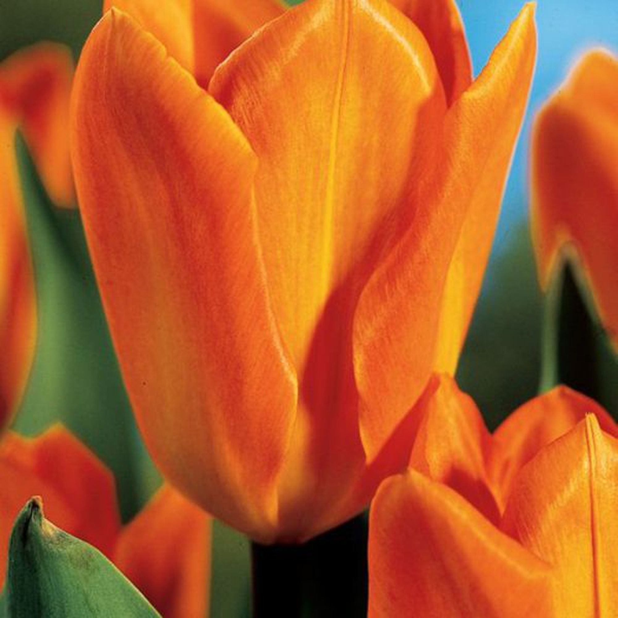 Изображение товара Лук для тюльпана GEOLIA Orange Emperor - яркий однолетник для сада Изображение товара Лук для тюльпана GEOLIA Orange Emperor - яркий однолетник для сада