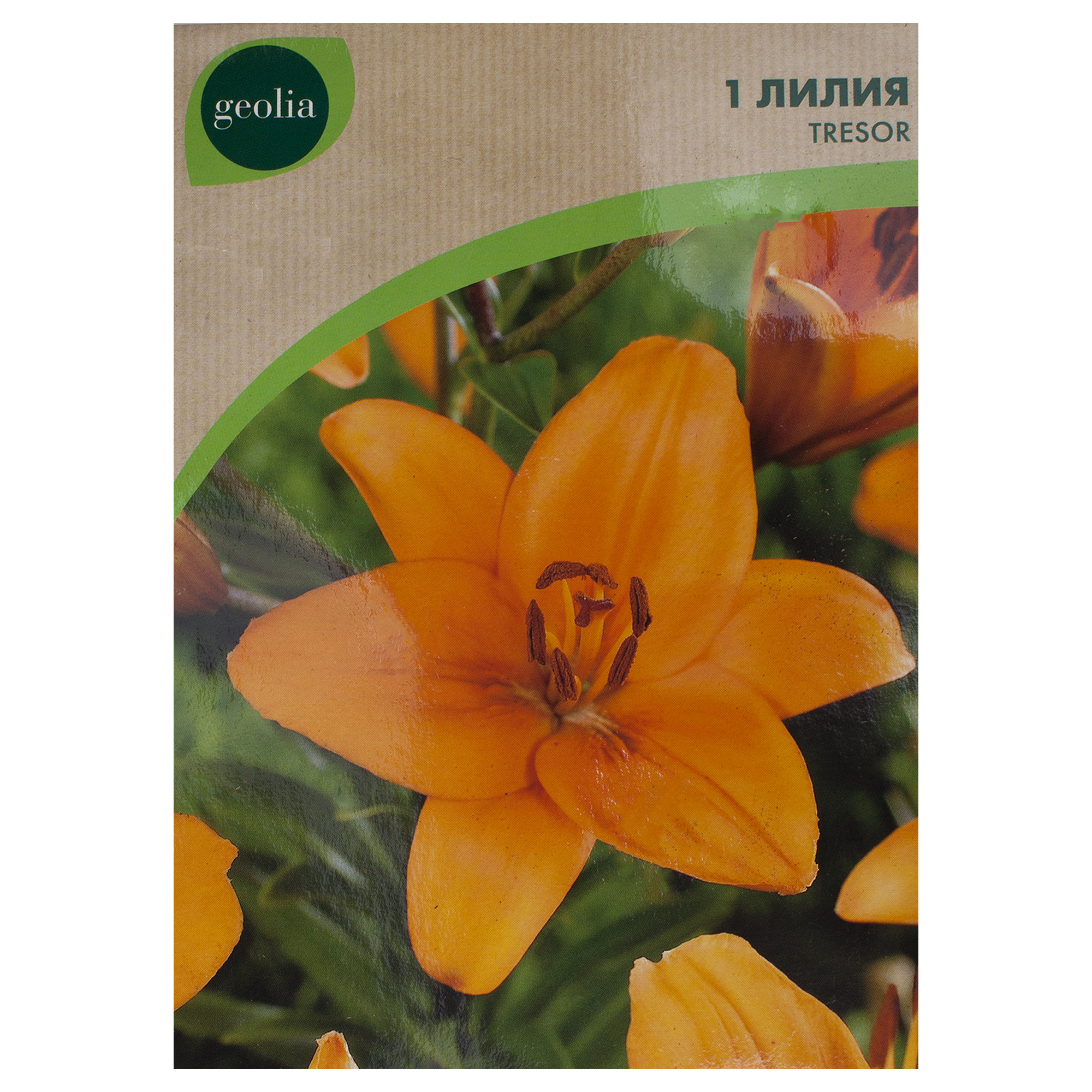 Изображение товара Лилия Geolia Tresor 12/14