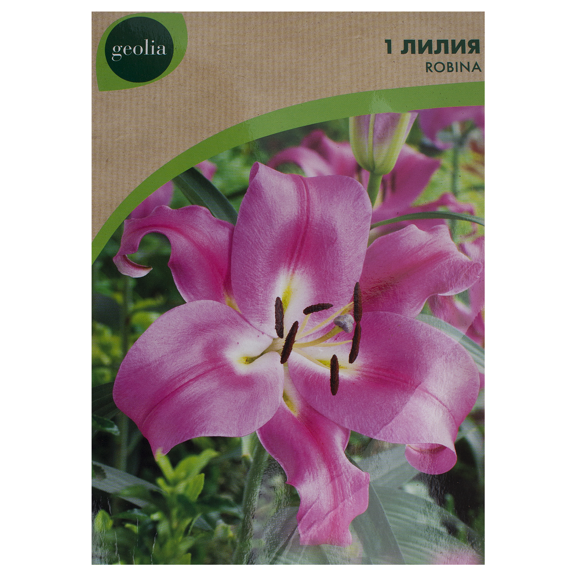 Изображение товара Лилия Robina Geolia - крупные розовые цветы, устойчивые к срезке