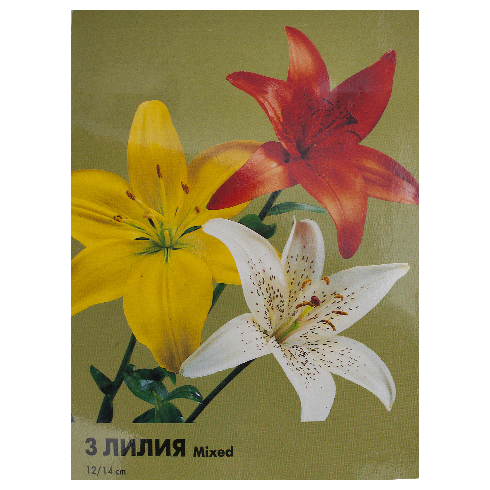 Изображение товара Лилия Asiatic mixed Geolia, 12/14