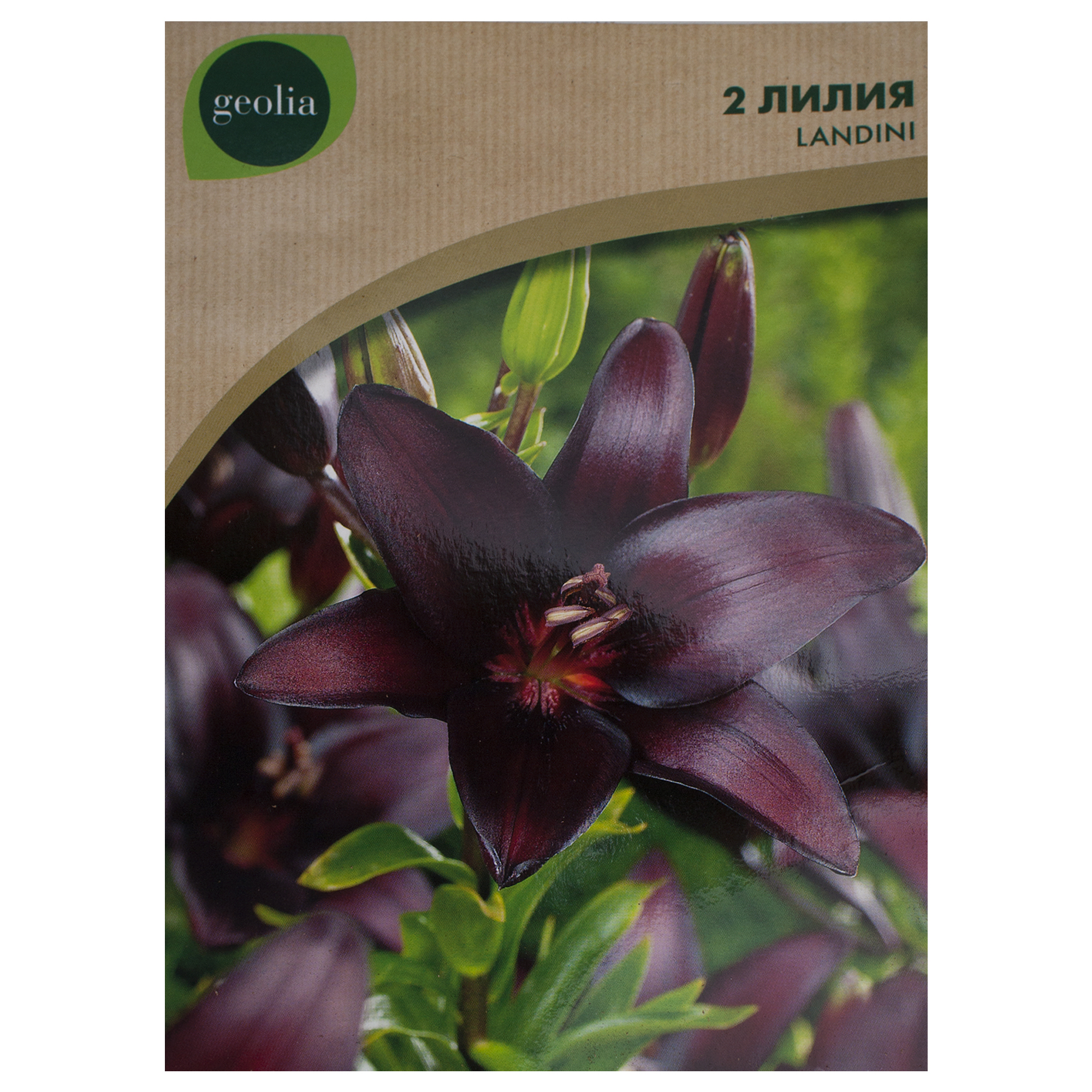 Изображение товара Лилия Landini Geolia, 12/14