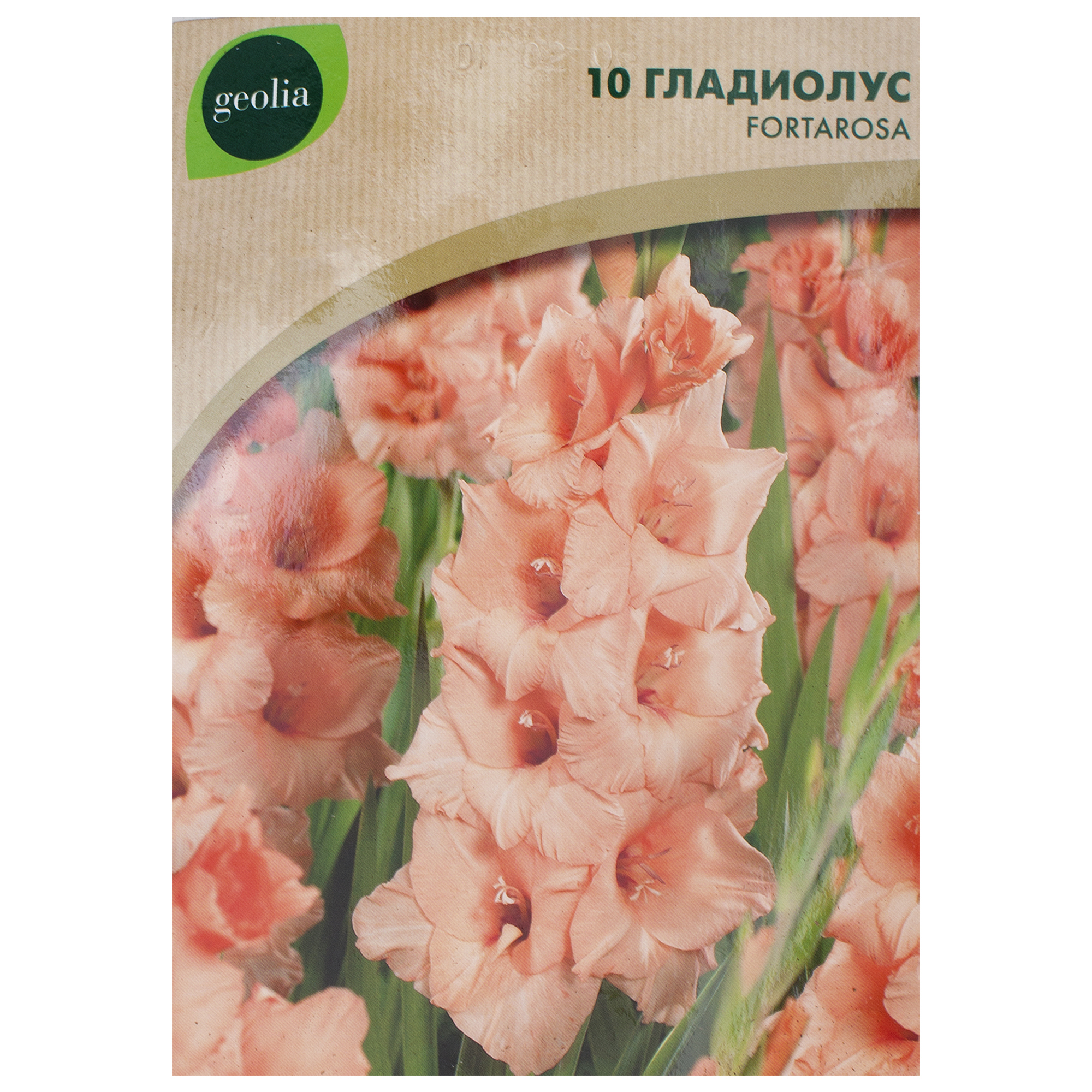 Изображение товара Гладиолус Geolia Fortarosa - крупноцветковый розовый многолетник для сада и срезки Изображение товара Гладиолус Geolia Fortarosa - крупноцветковый розовый многолетник для сада и срезки