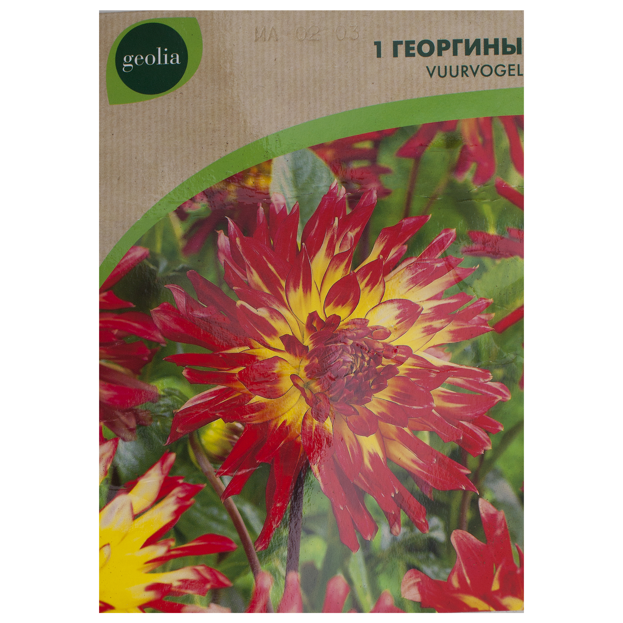 Изображение товара Георгина Geolia «Vuurvogel I» Изображение товара Георгина Geolia «Vuurvogel I»