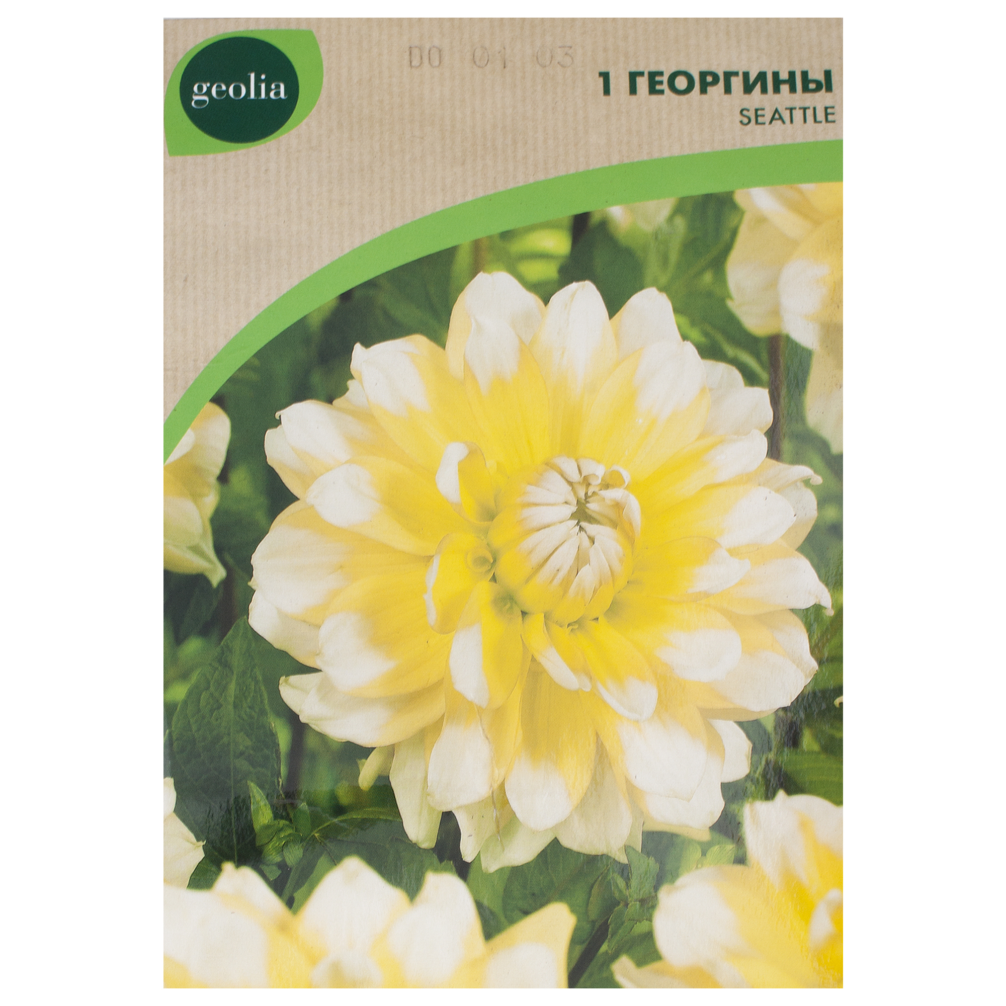 Изображение товара Луковицы георгин GEOLIA Seattle I яркое однолетнее растение Изображение товара Луковицы георгин GEOLIA Seattle I яркое однолетнее растение