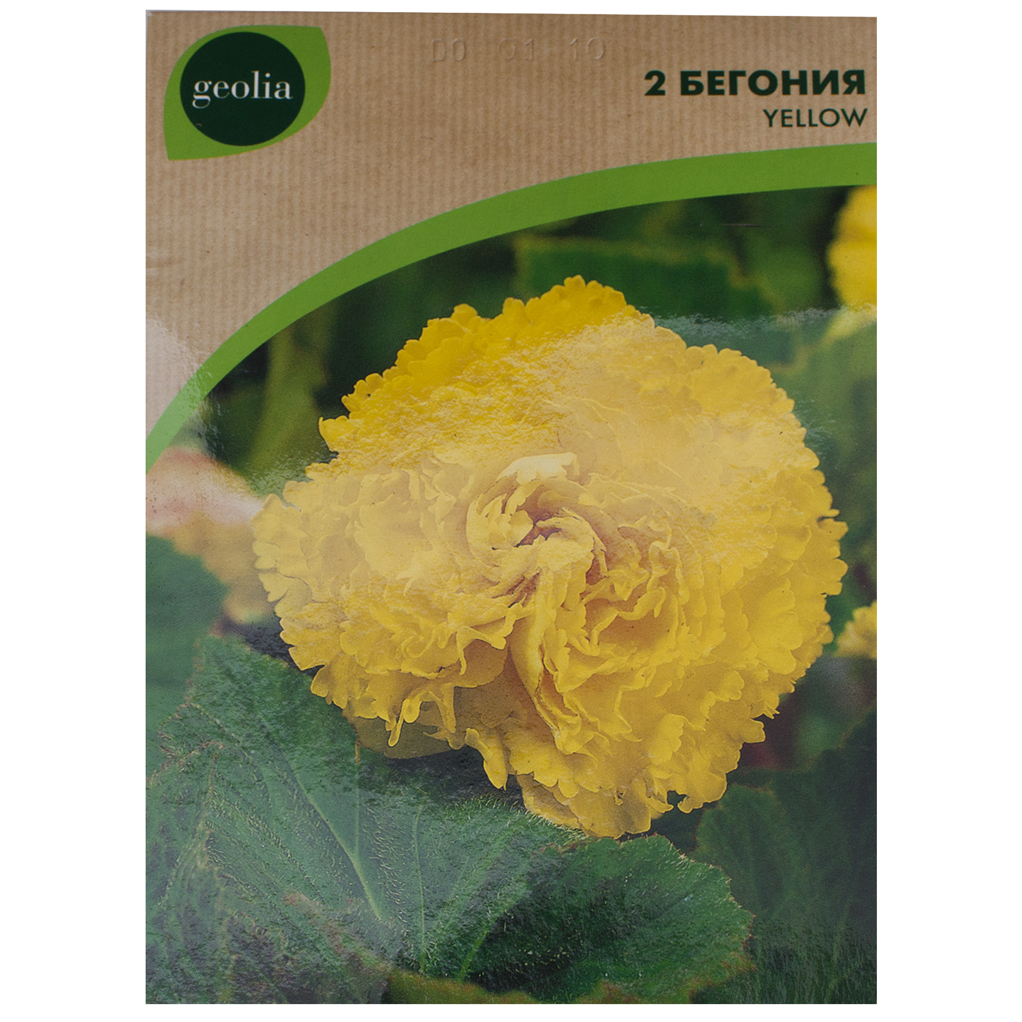 Изображение товара Бегония Geolia «fimbriata Yellow», 4х5 см Изображение товара Бегония Geolia «fimbriata Yellow», 4х5 см