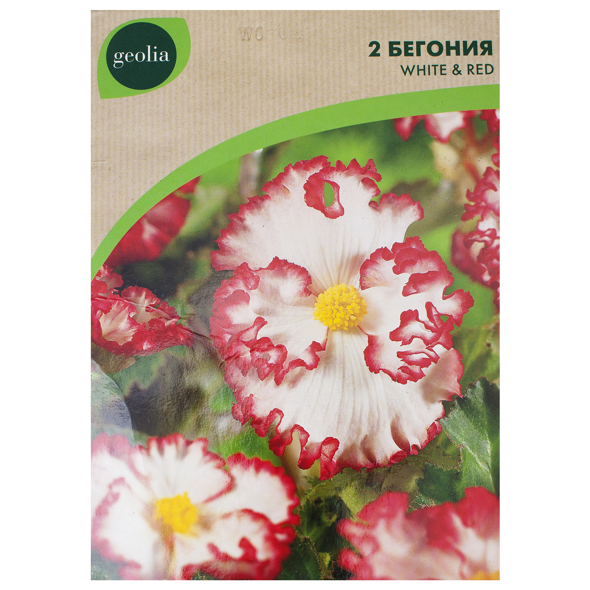 Изображение товара Бегония Geolia «marg. WhiteRed», 4х5 см Изображение товара Бегония Geolia «marg. WhiteRed», 4х5 см