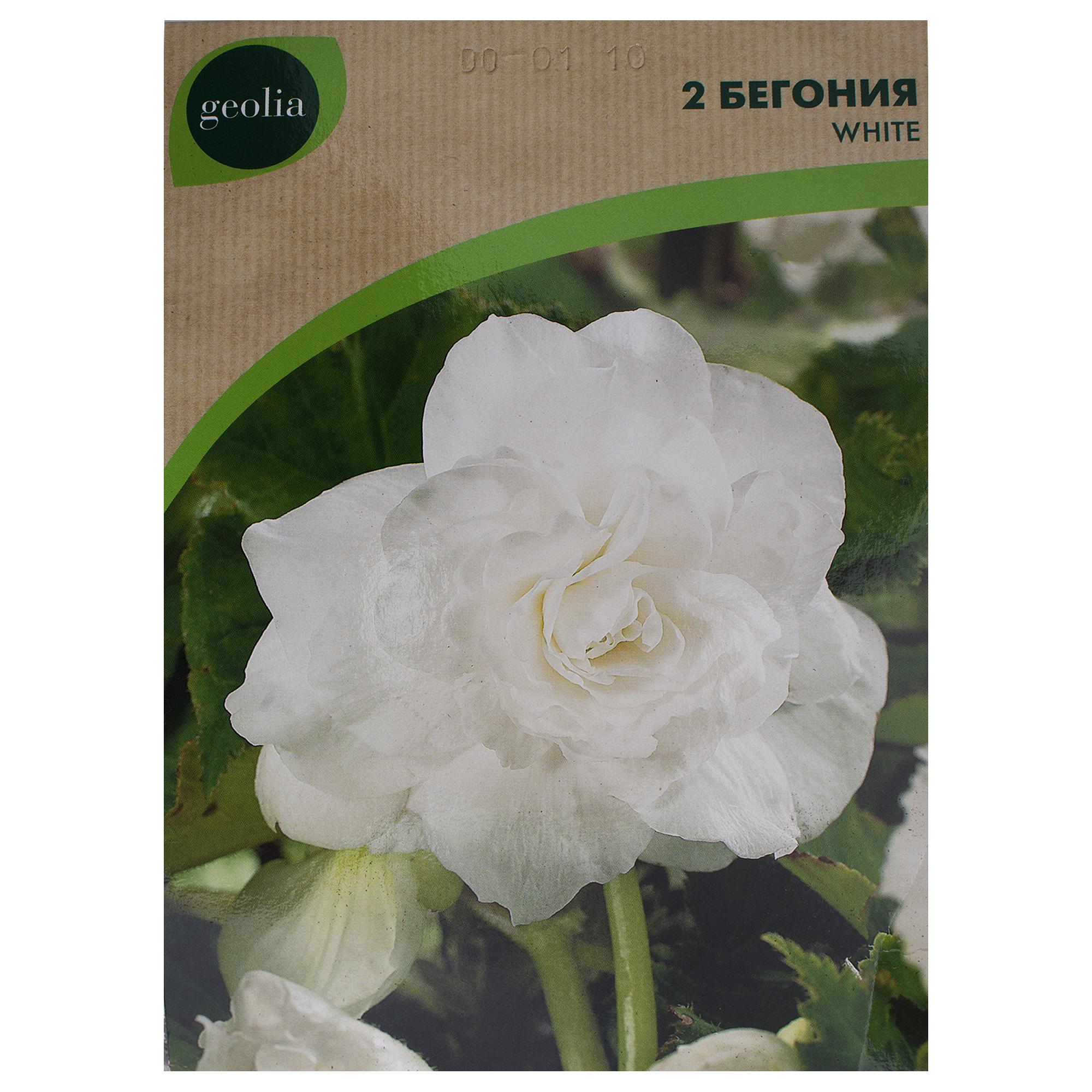 Изображение товара Бегония Geolia double White - яркое однолетнее цветущее растение для сада Изображение товара Бегония Geolia double White - яркое однолетнее цветущее растение для сада