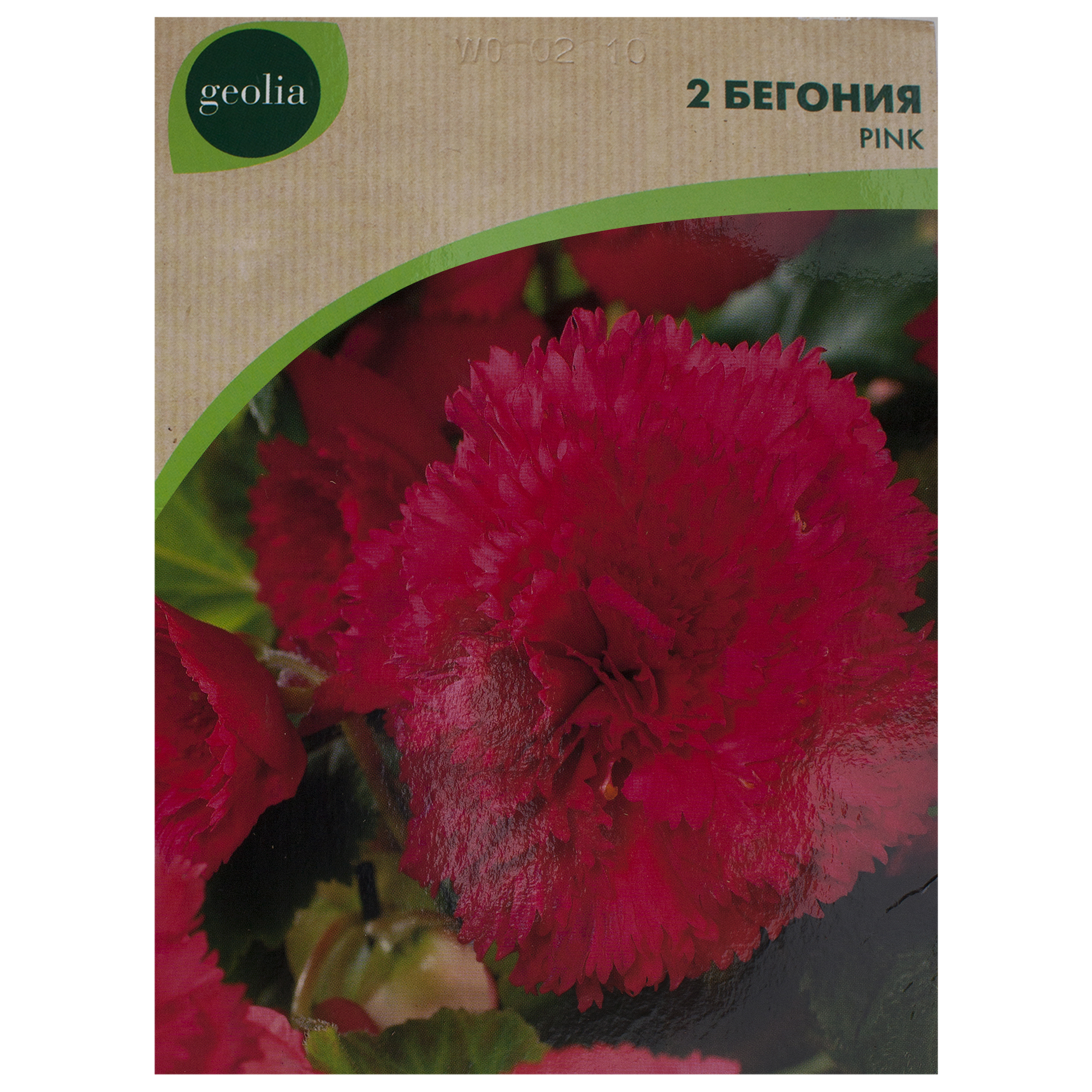 Изображение товара Бегония Geolia «fimbriata Pink», 4х5 см Изображение товара Бегония Geolia «fimbriata Pink», 4х5 см