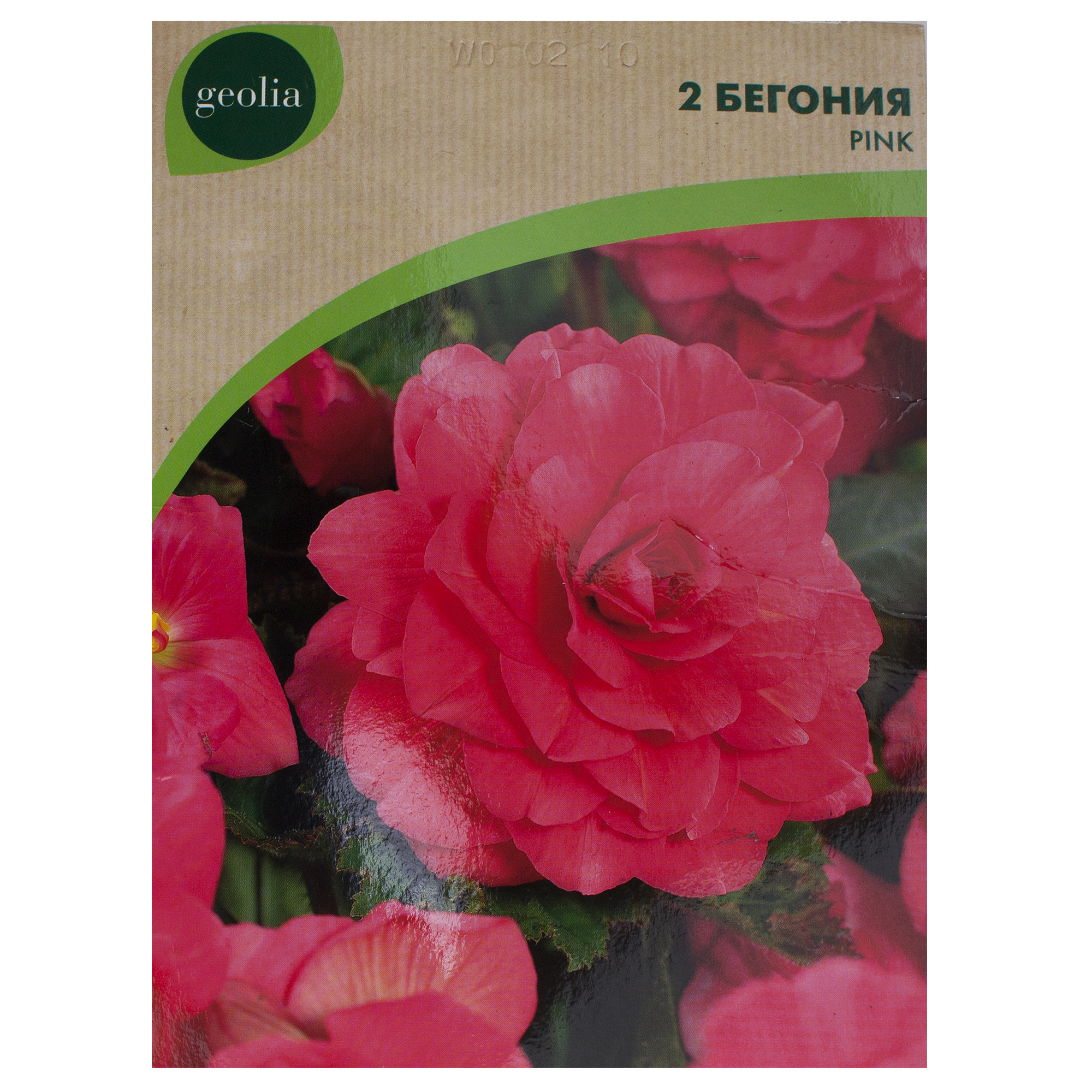Изображение товара Бегония Geolia «Double Pink», 4х5 см Изображение товара Бегония Geolia «Double Pink», 4х5 см
