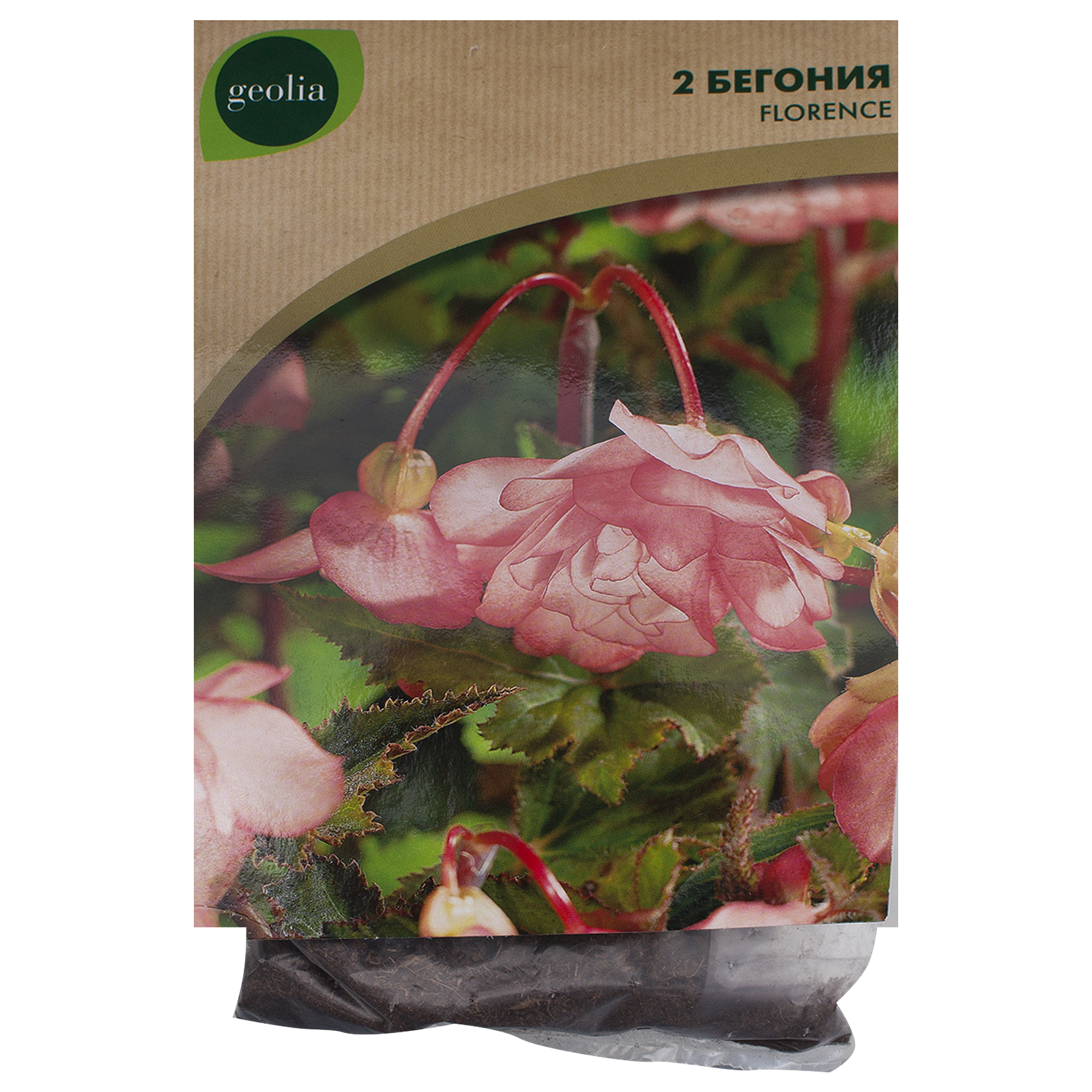 Изображение товара Бегония Geolia cascade Florence - нежные и ароматные цветки для дома и сада