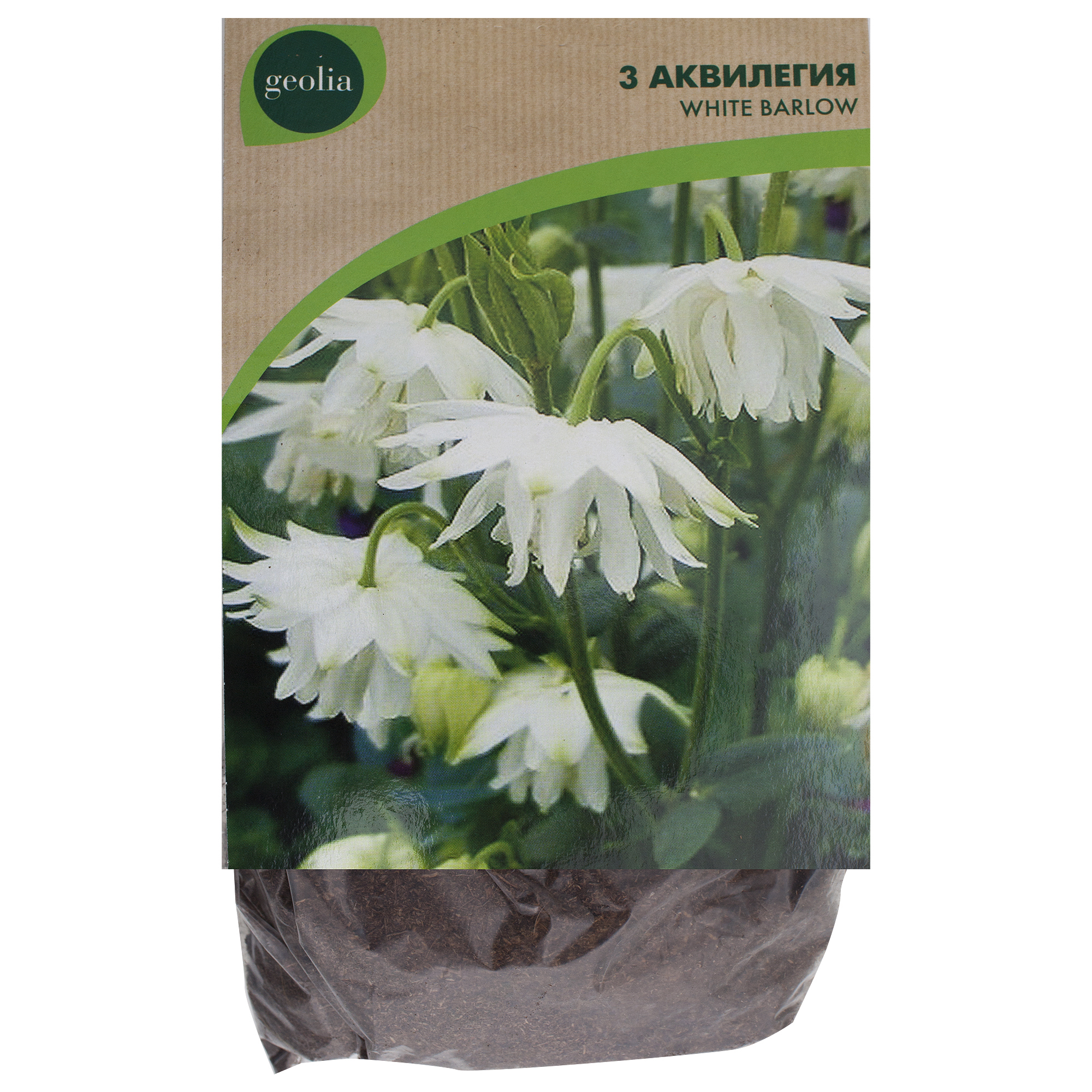 Изображение товара Аквилегия Geolia «White Barlow»