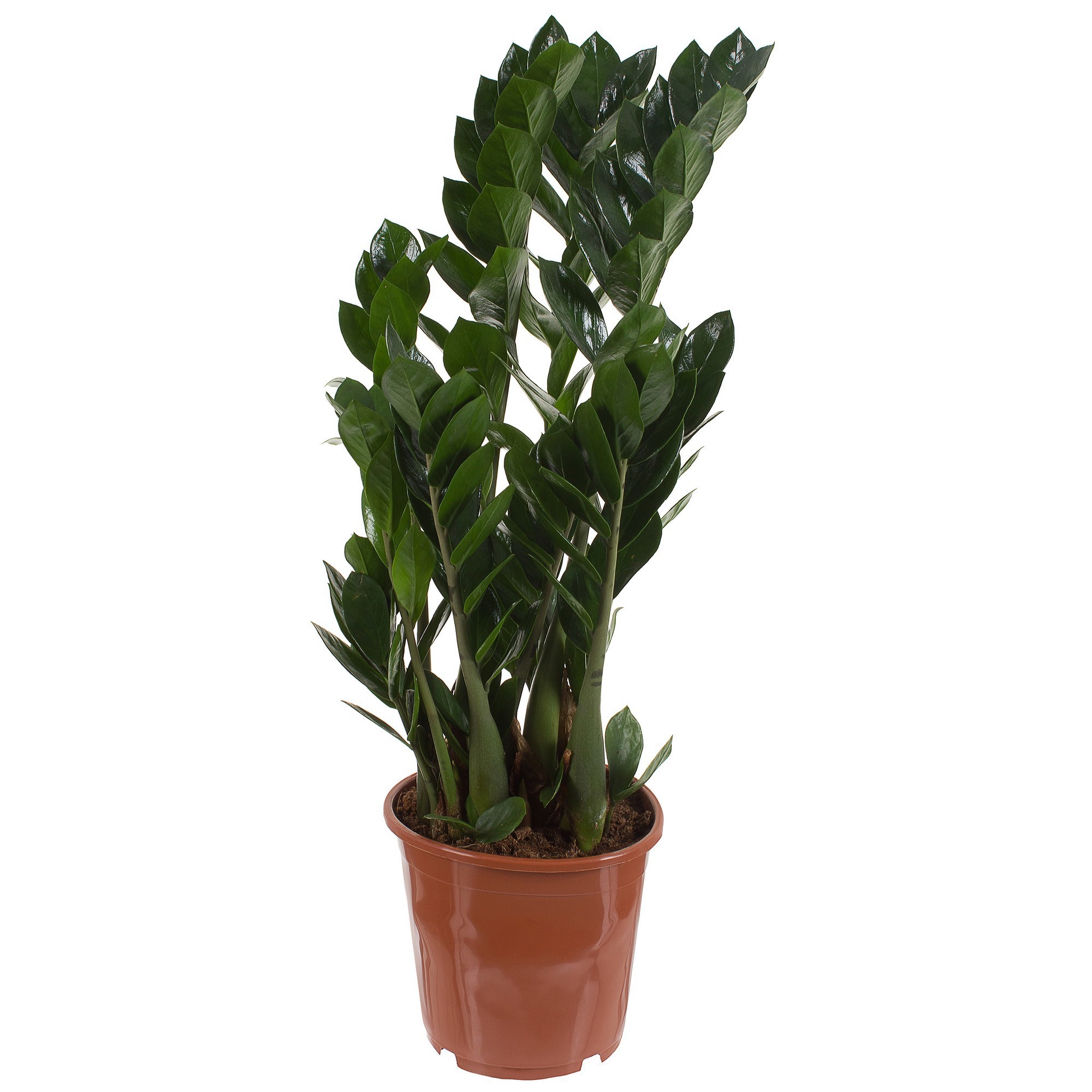 Изображение товара Замиокулькас 24x100 см