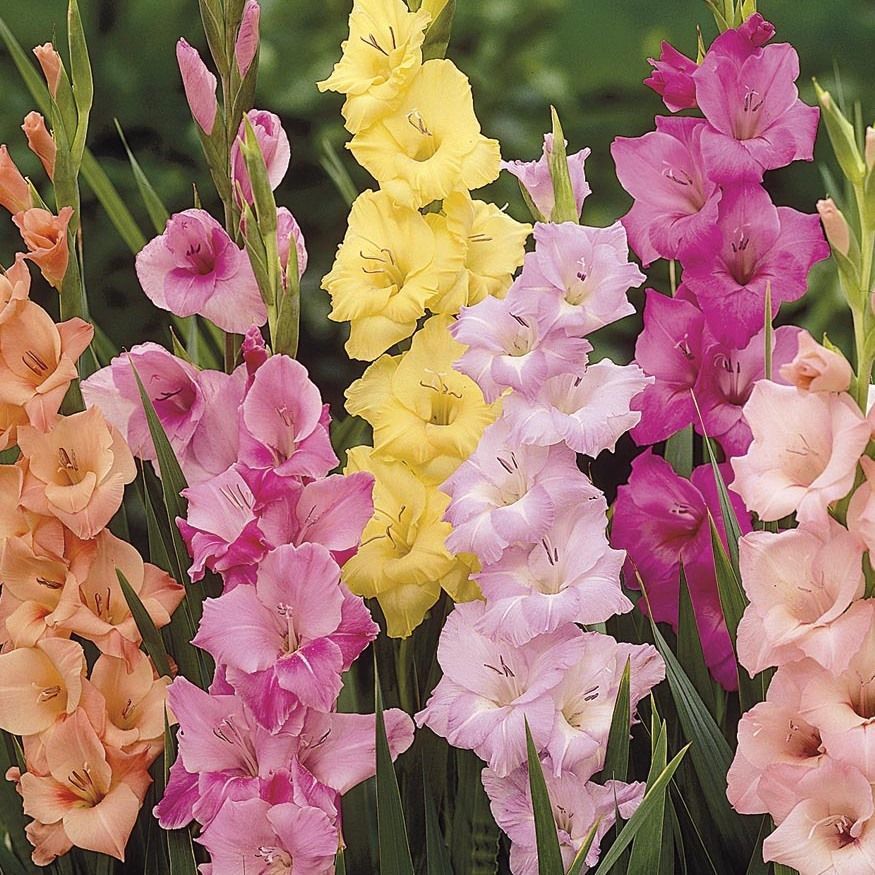 Изображение товара Гладиолус Geolia «Pastel mixed», 10х12 см