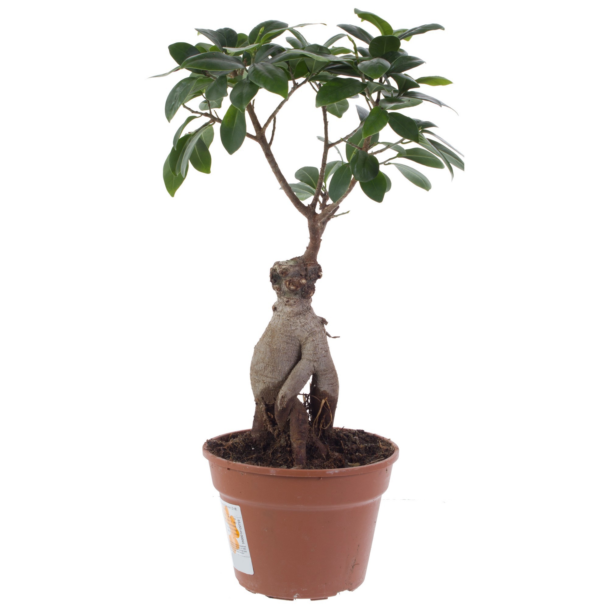 Изображение товара Фикус Гинсенг d12 h30