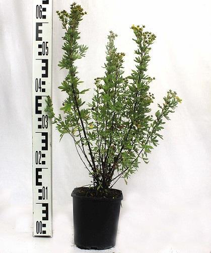 Изображение товара Лапчатка кустарниковая, микс, С2