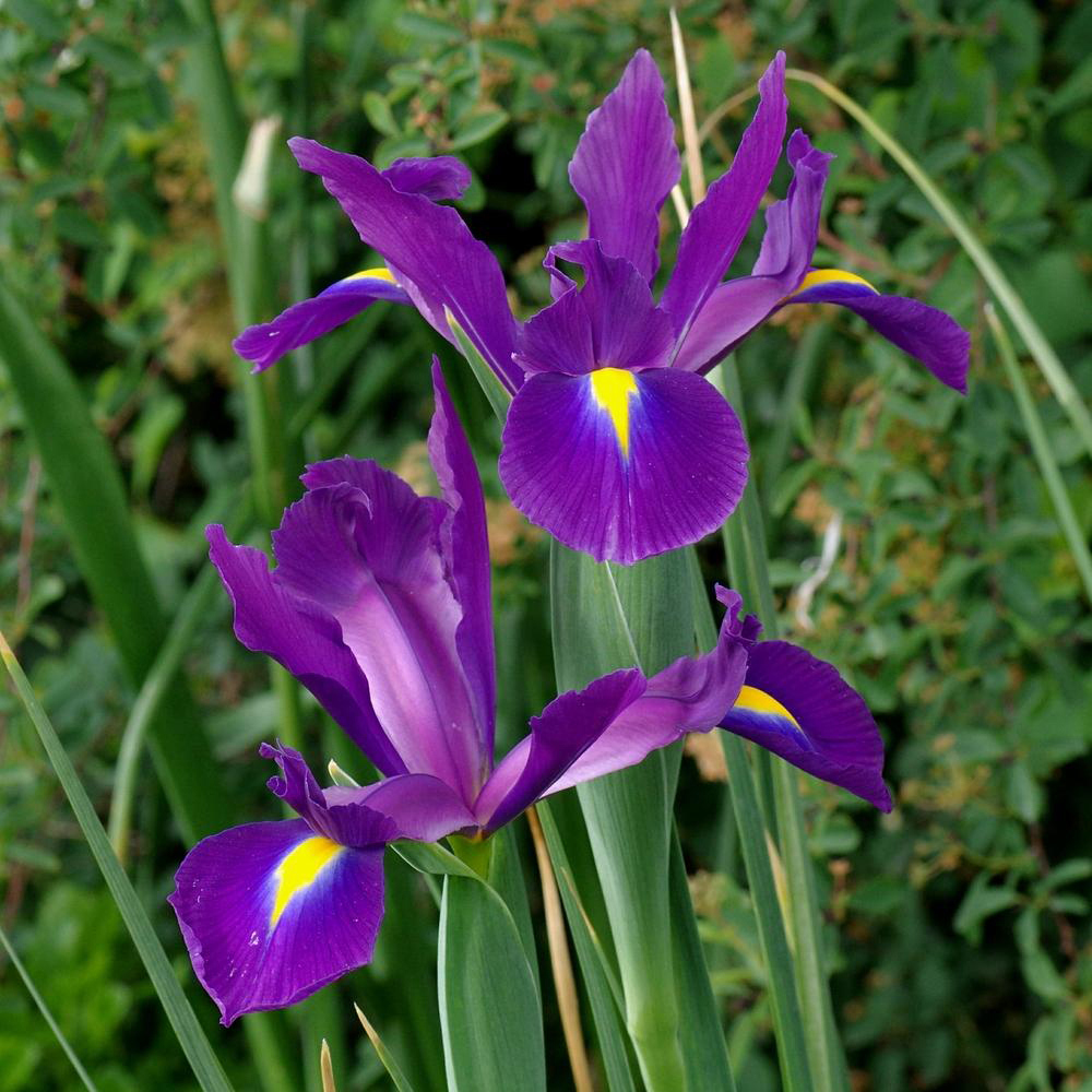 Изображение товара Луковицы цветов GEOLIA Ирис Purple Sensation 6x7 см яркое пурпурное цветение